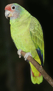 アカオボウシインコの画像