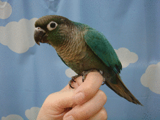 アカガタミドリインコの画像