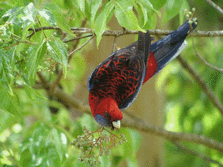 アカクサインコの画像