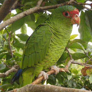 アカソデボウシインコの画像