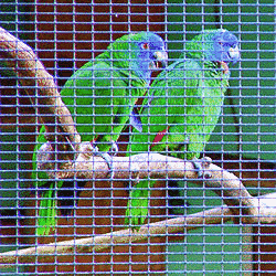 アカノドボウシインコの画像