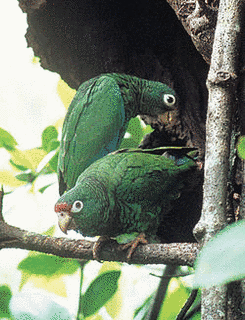 アカビタイボウシインコの画像