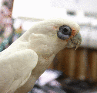 アカビタイムジオウムの画像