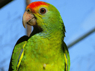 アカボウシインコの画像