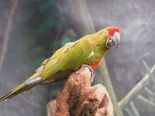 アカミミコンゴウインコの画像
