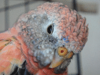 アキクサインコの画像