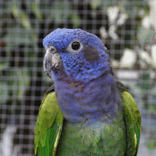 アケボノインコの画像