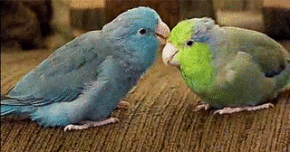 アマゾンスズメインコの画像