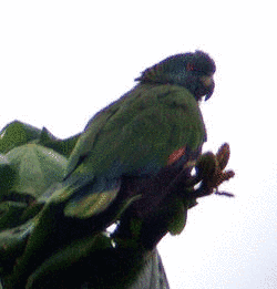 イロマジリボウシインコの画像