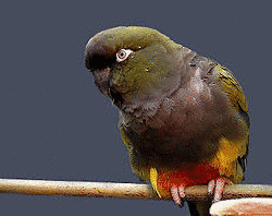 イワインコの画像