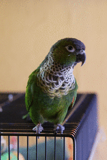 イワウロコインコの画像