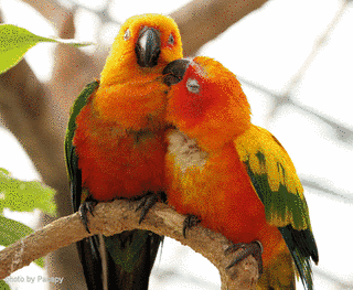インコの画像