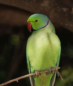 インコ亜科の画像