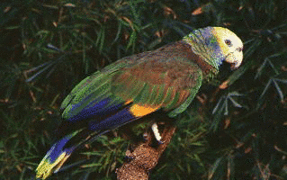 オウボウシインコの画像