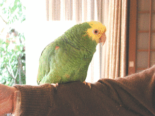 オオキボウシインコの画像