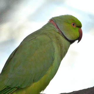 オオホンセイインコの画像