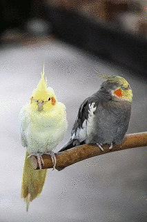 オウム目の画像