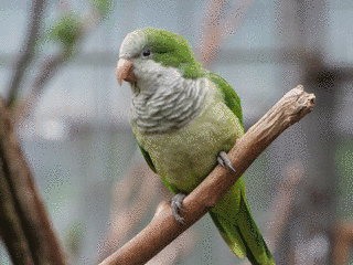 オキナインコの画像