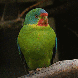 オトメインコの画像