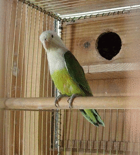 カルカヤインコの画像
