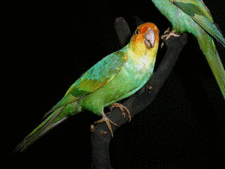 カロライナインコの画像