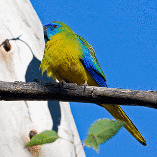 キキョウインコの画像