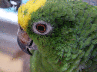 キビタイボウシインコの画像