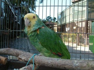 キボウシインコの画像