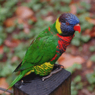 キミミインコの画像