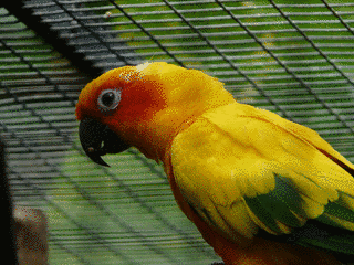 クサビオインコ属の画像