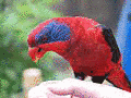 クラカケヒインコの画像