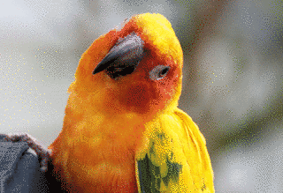 コガネメキシコインコの画像