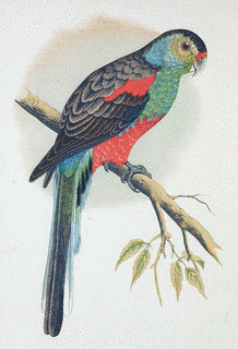 ゴクラクインコの画像