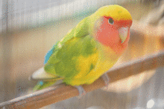 コザクラインコの画像