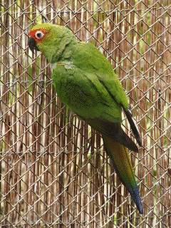 ゴシキメキシコインコの画像