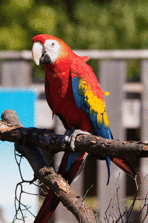 コンゴウインコの画像