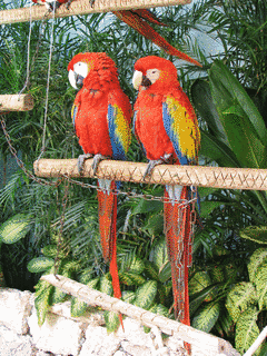 コンゴウインコの画像
