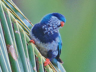 コンセイインコの画像