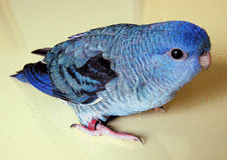 サザナミインコの画像