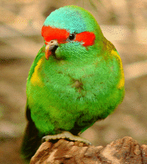 ジャコウインコの画像