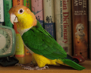 シロハラインコ属の画像