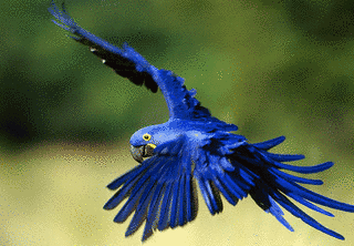 スミレコンゴウインコの画像