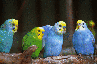 セキセイインコの画像
