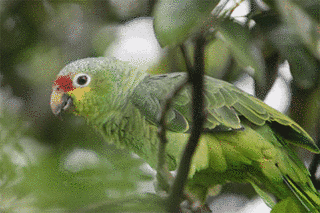 ソコロクサビオインコの画像
