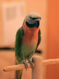 ダルマインコの画像