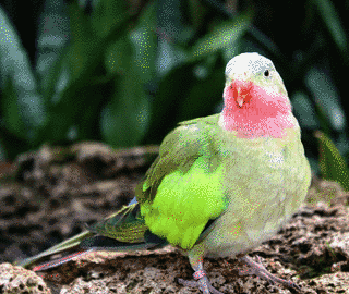 テンニョインコの画像