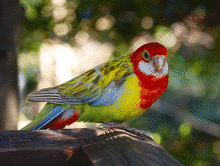 ナナクサインコの画像