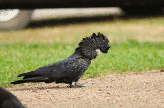 ニシオジロクロオウムの画像