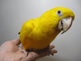 ニョオウインコの画像