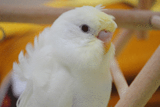 ハゴロモセキセイインコの画像